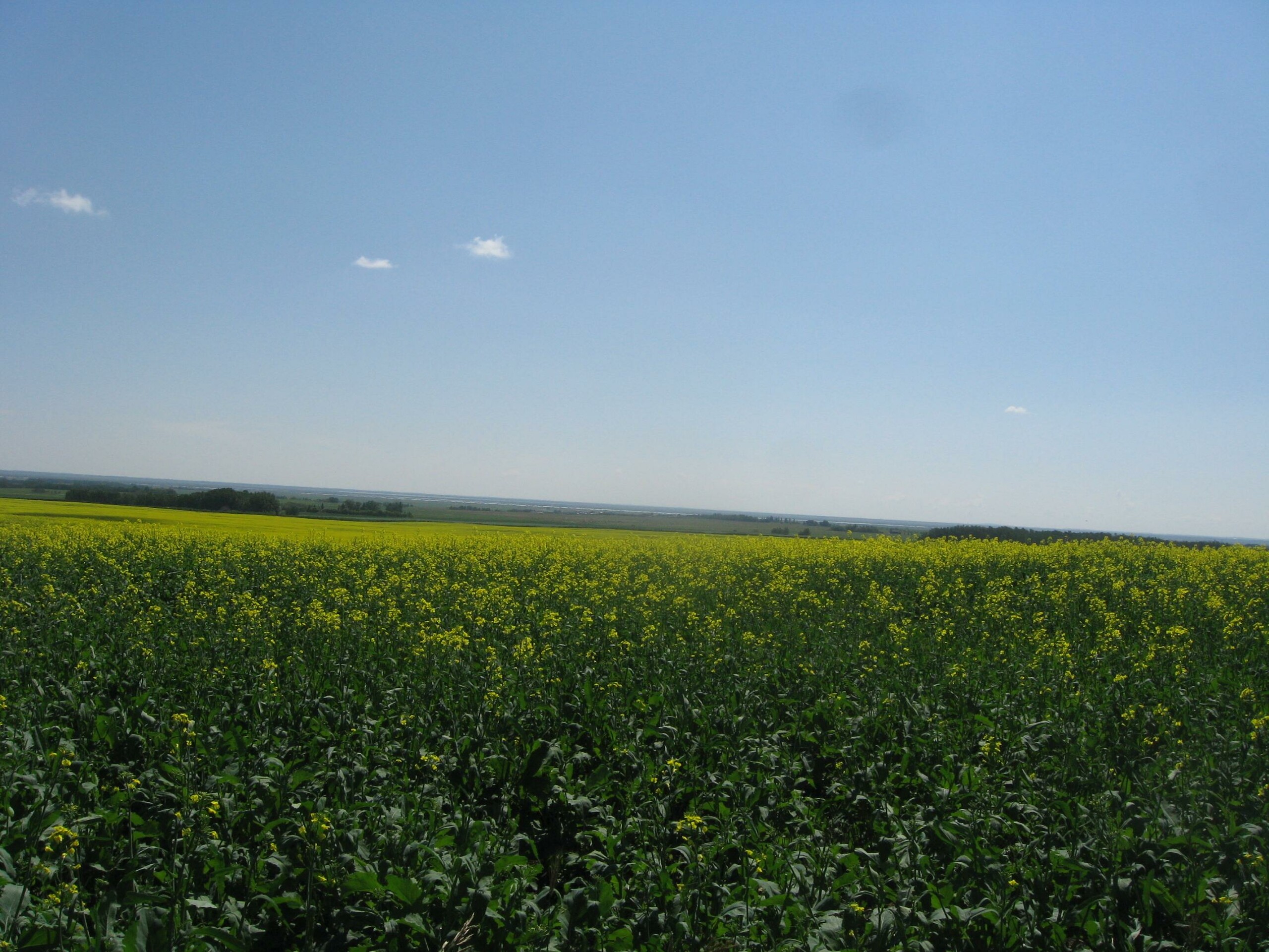 Camrose County Appraisals Farmland News Serecon Specialists in the Business of Agriculture Camrose County Appraisals Farmland News Serecon Specialists in the Business of Agriculture
